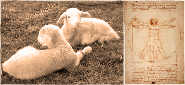 Harmony-and-sheep